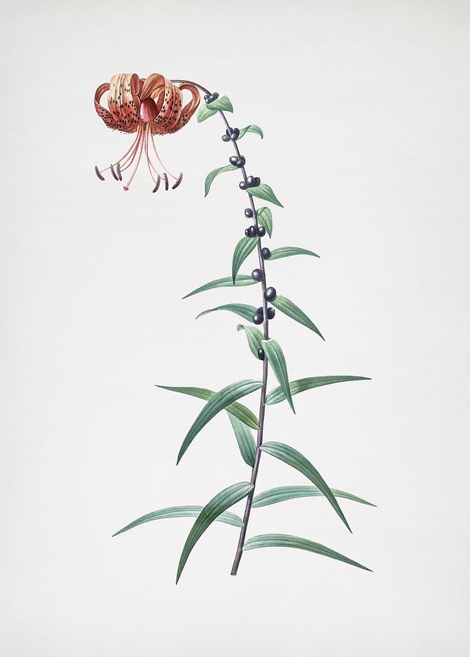 Tiger Lily