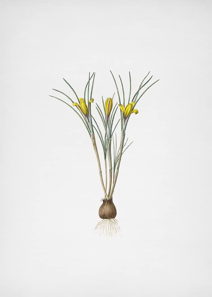 Cloth of Gold Crocus