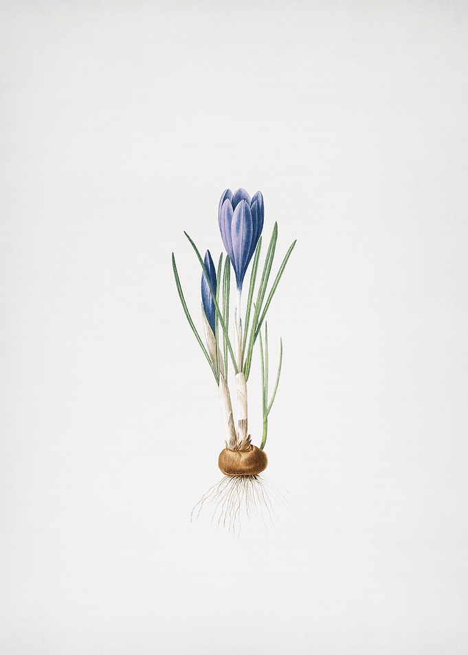 Spring Crocus