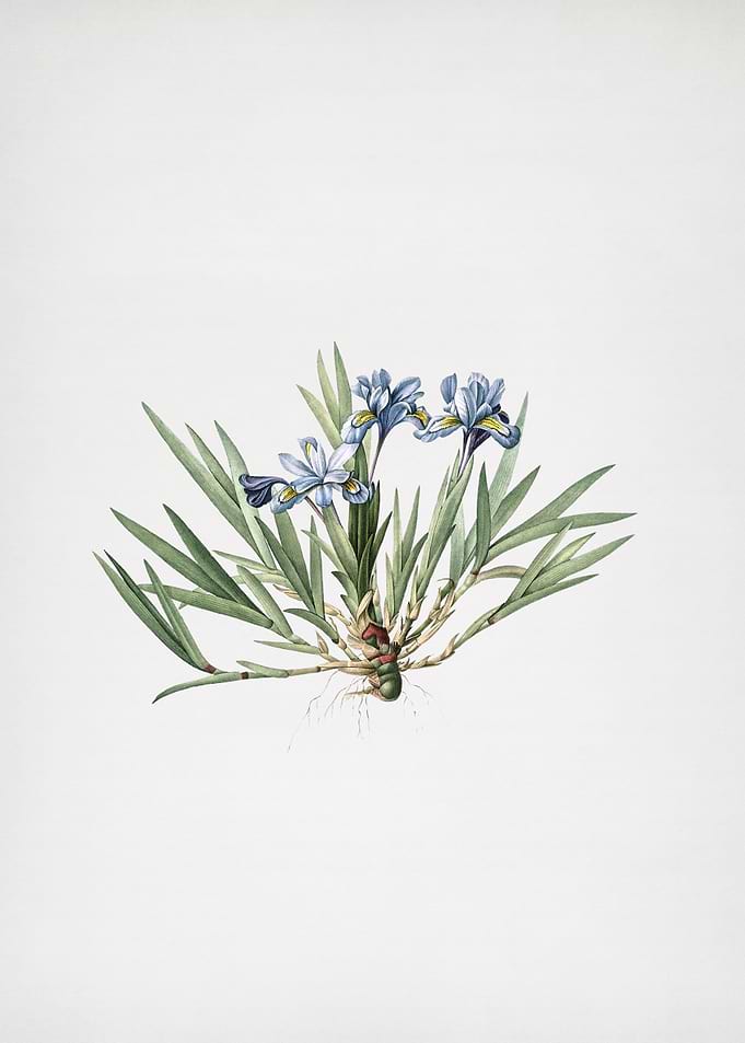 Dwarf Crested Iris