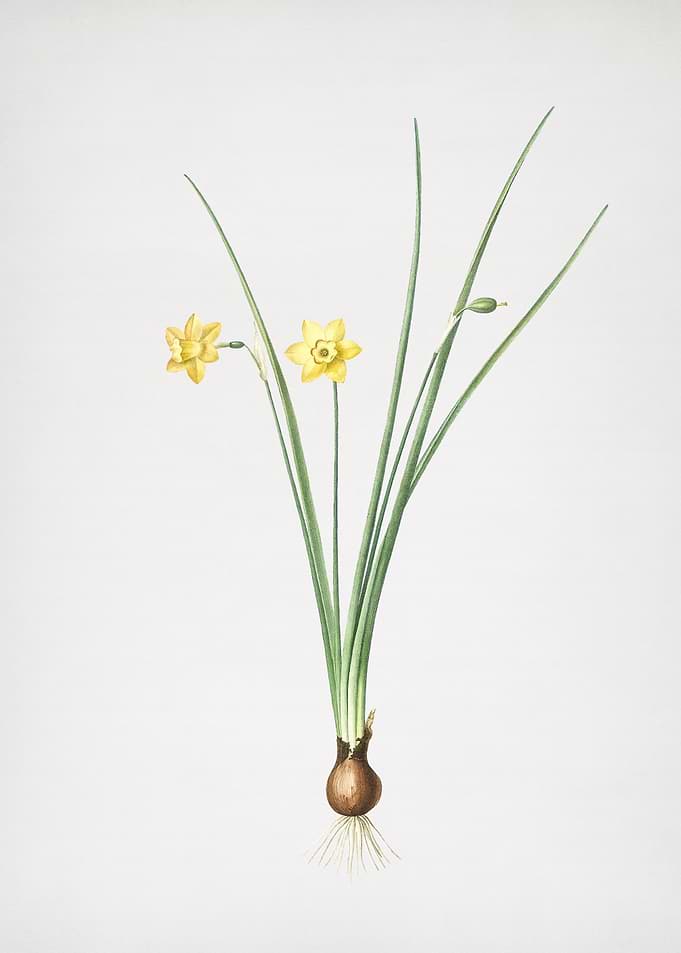 Daffodil
