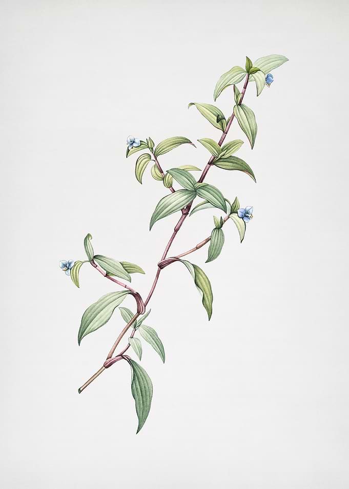 Birdbill Dayflower