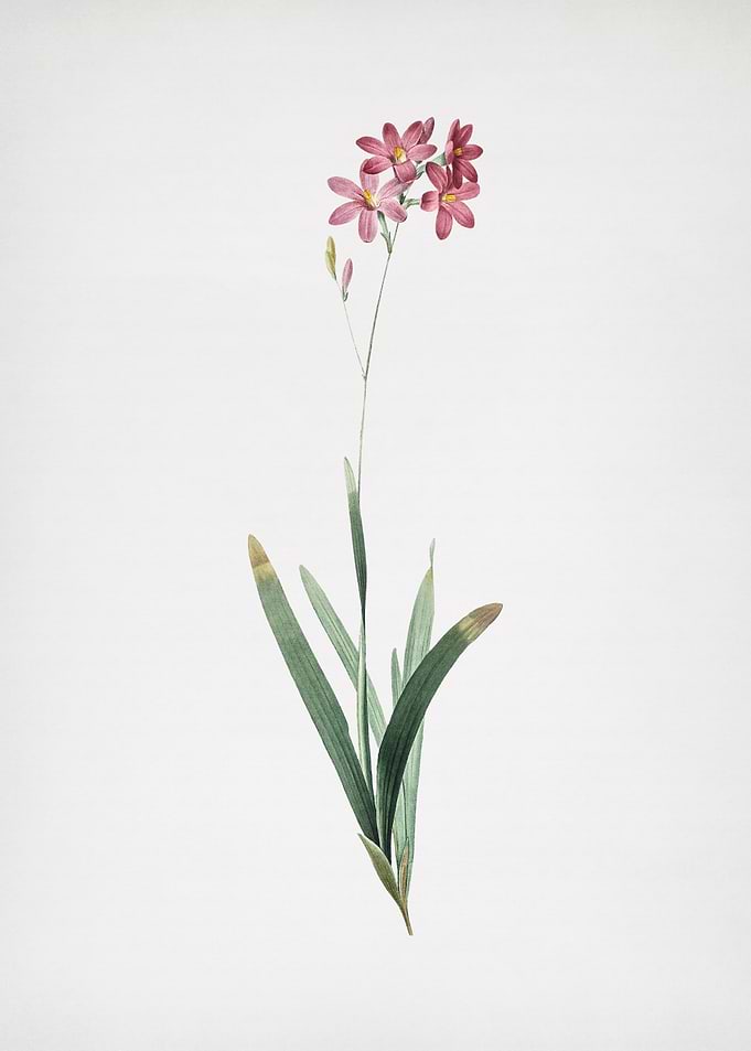 Corn Lily