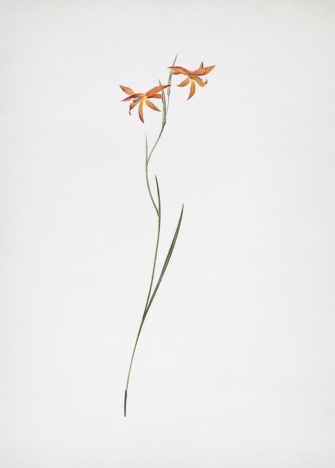 Gladiolus Watsonius