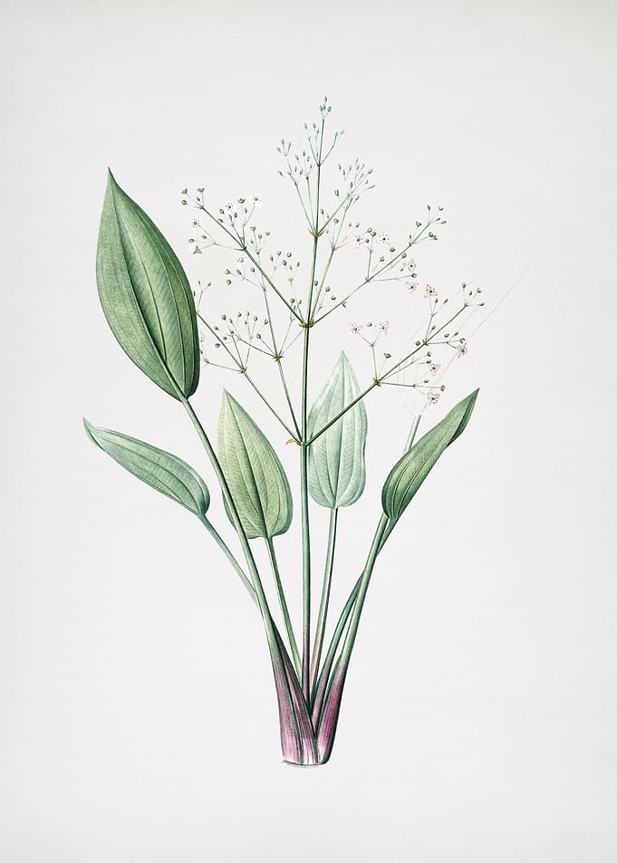 European Water Plantain