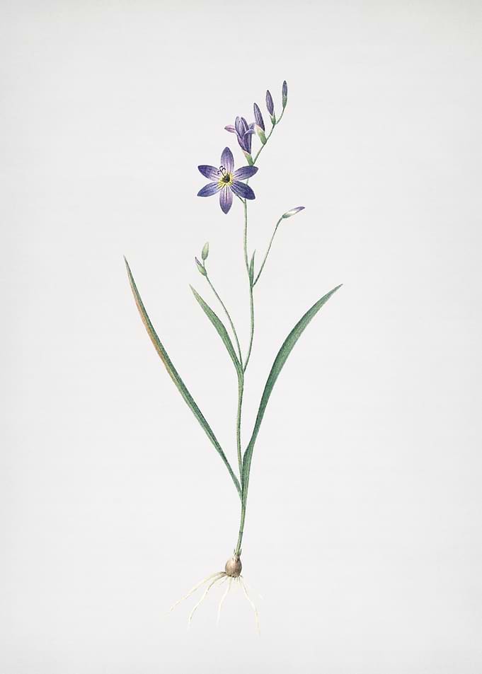 Ixia Secunda