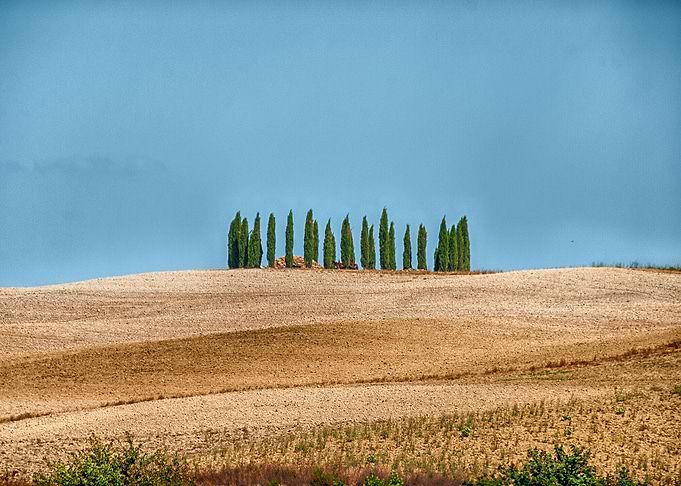 Cypress thicket