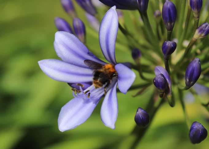 Wildbee in Flower