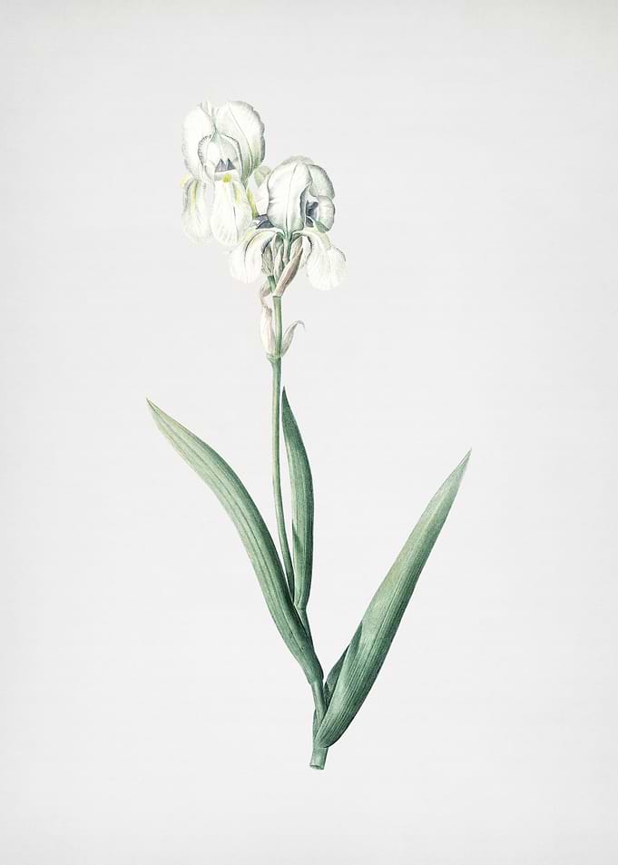 Tall Bearded Iris