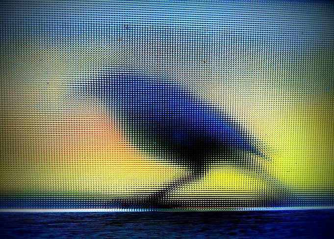 Birdie on the Window