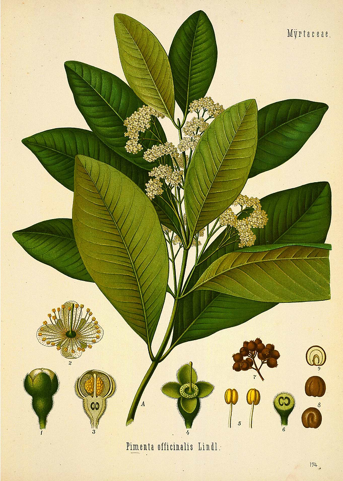Pimenta officinalis