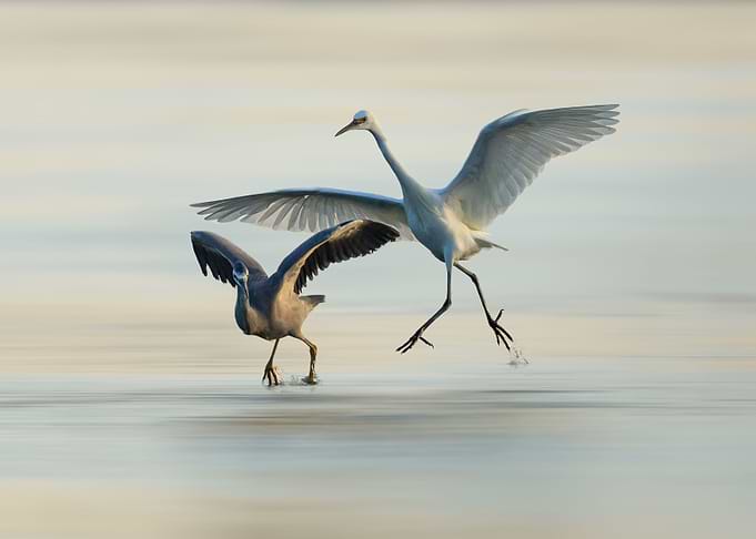 Little Egret