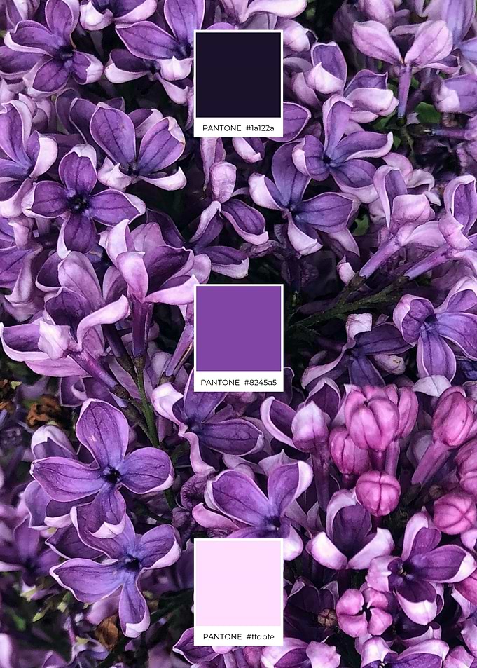 Purple Dream
