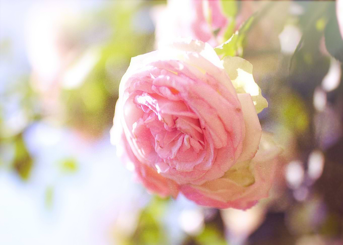 rose