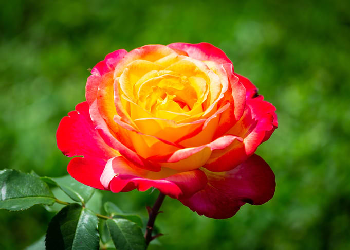Colorful rose