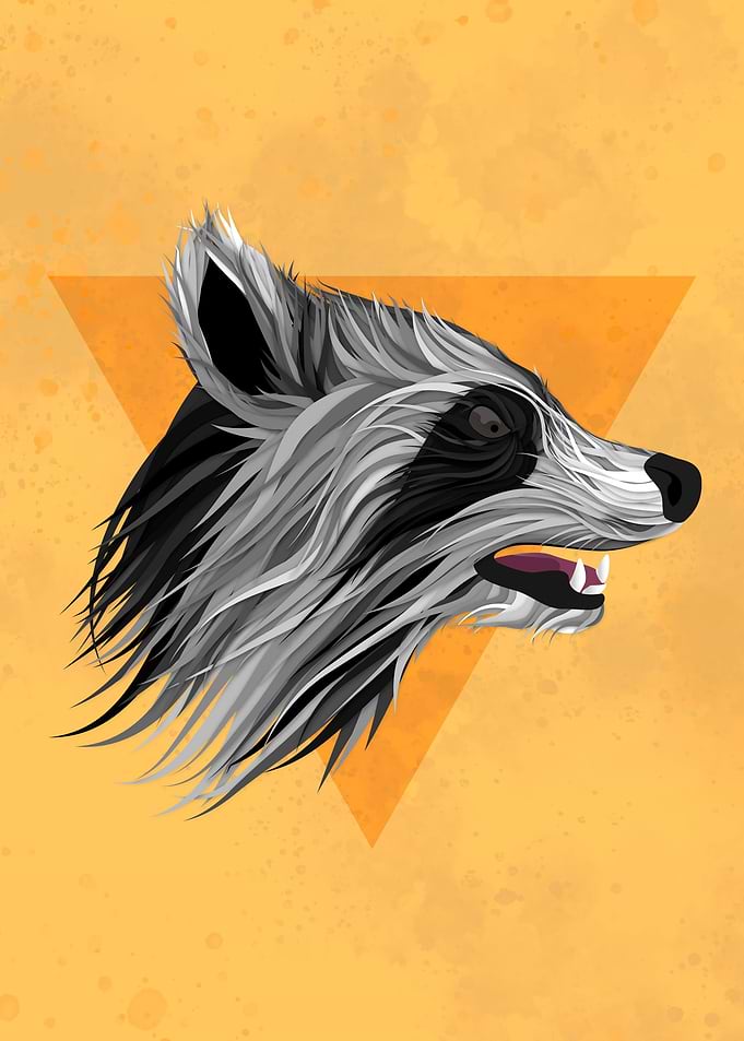 Racoon illustration