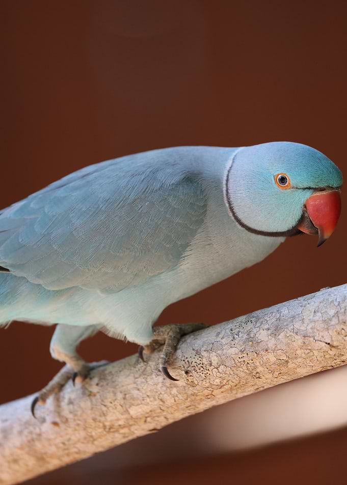 parakeet
