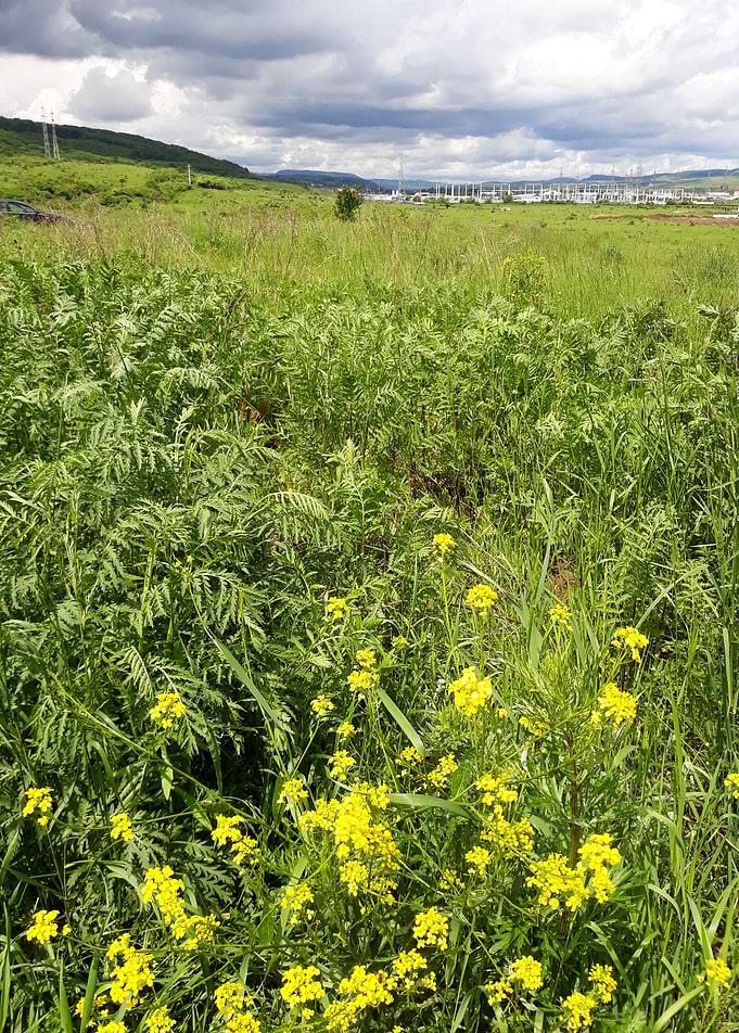 Spring field