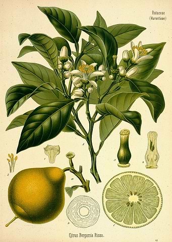 Citrus Bergamia