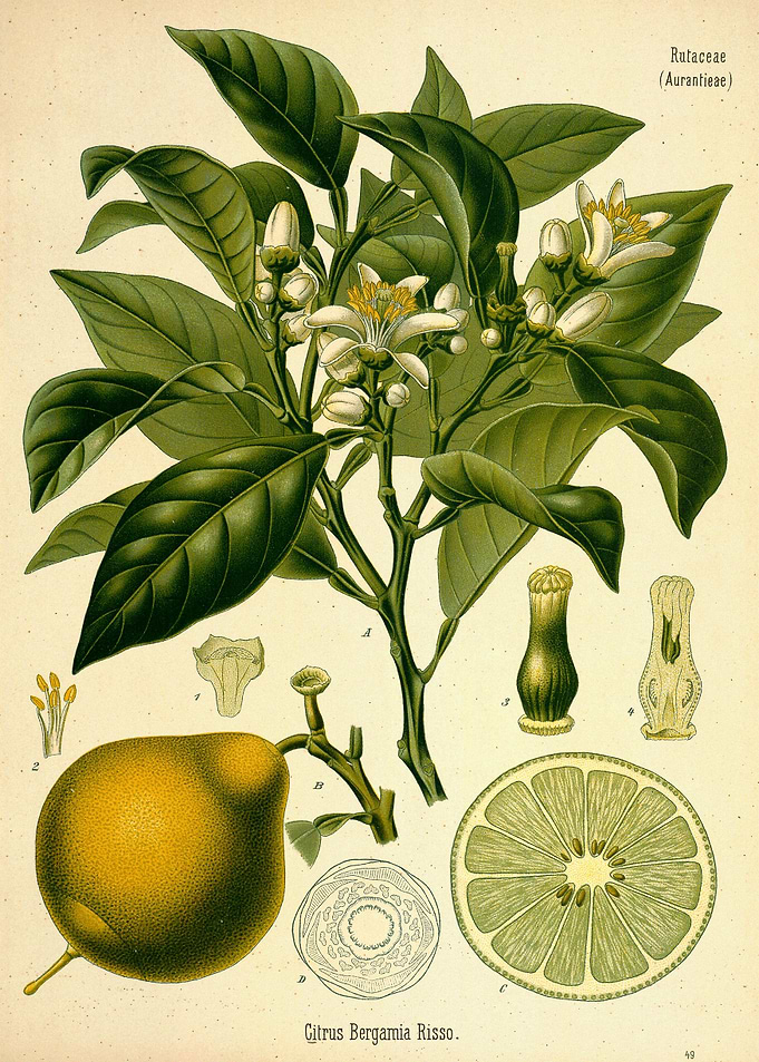 Citrus Bergamia