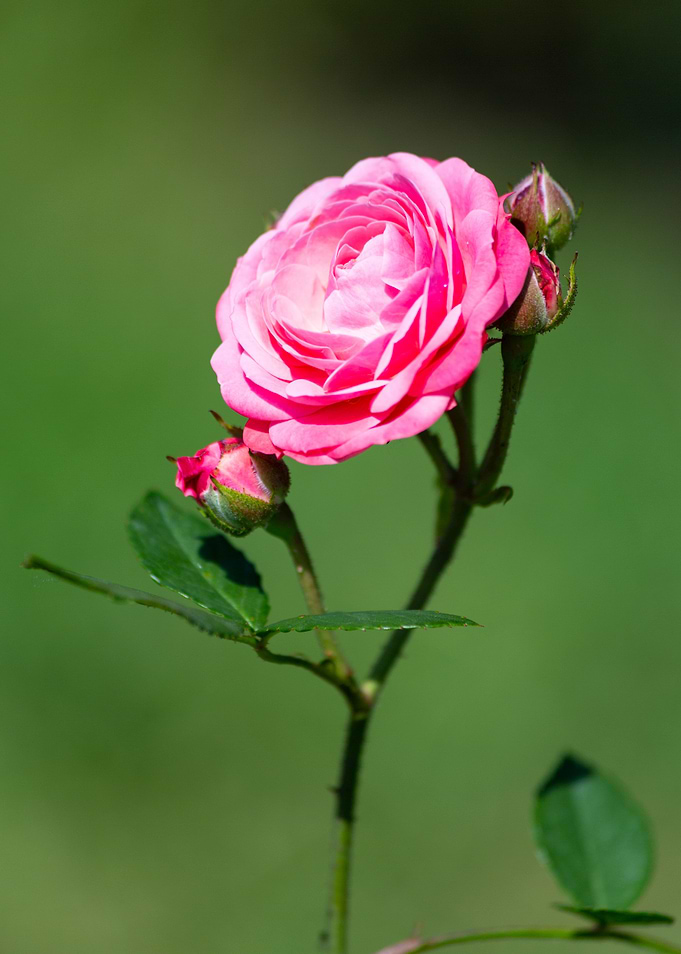 Colorful rose