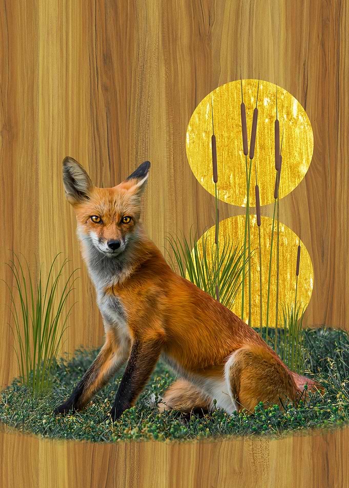 Foxy IV
