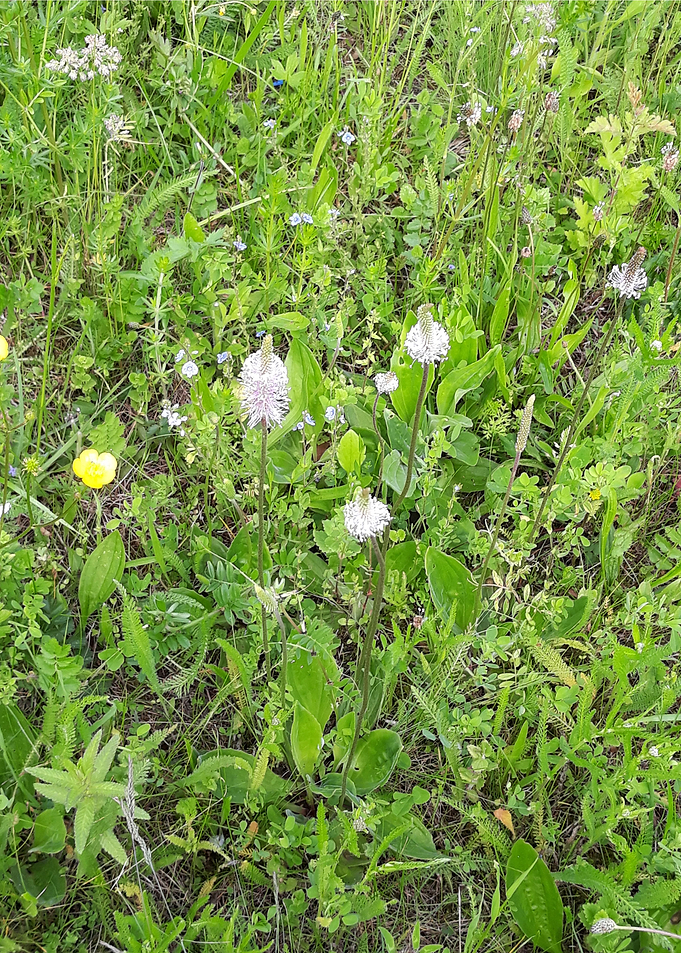 White field flowers