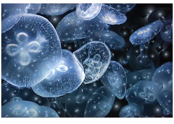 Many Jellyfish At Aquarium