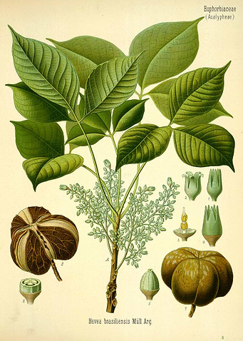 Hevea brasiliensis