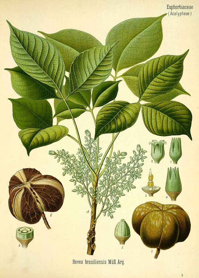 Hevea brasiliensis
