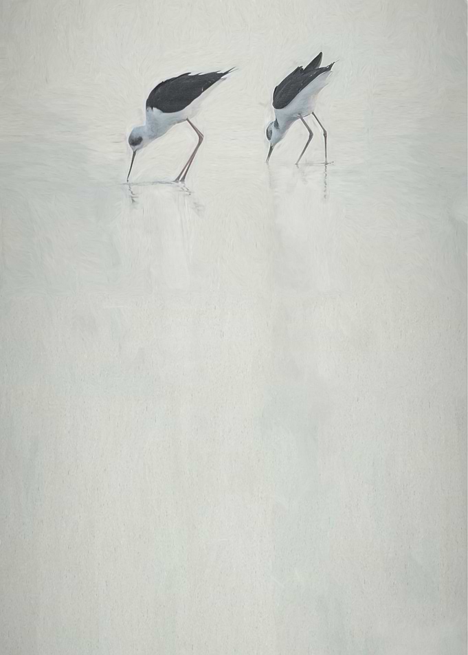 Pied Stilts 1