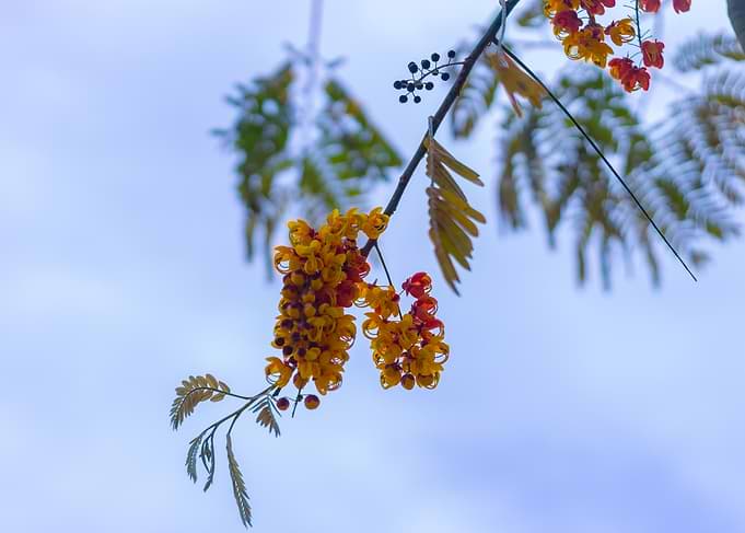 flower