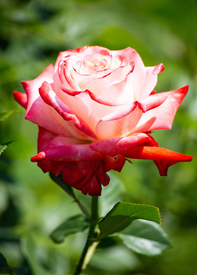 Colorful rose