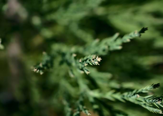 Green leaves