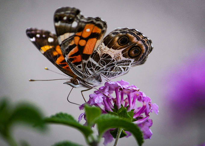Colorful Butterfly