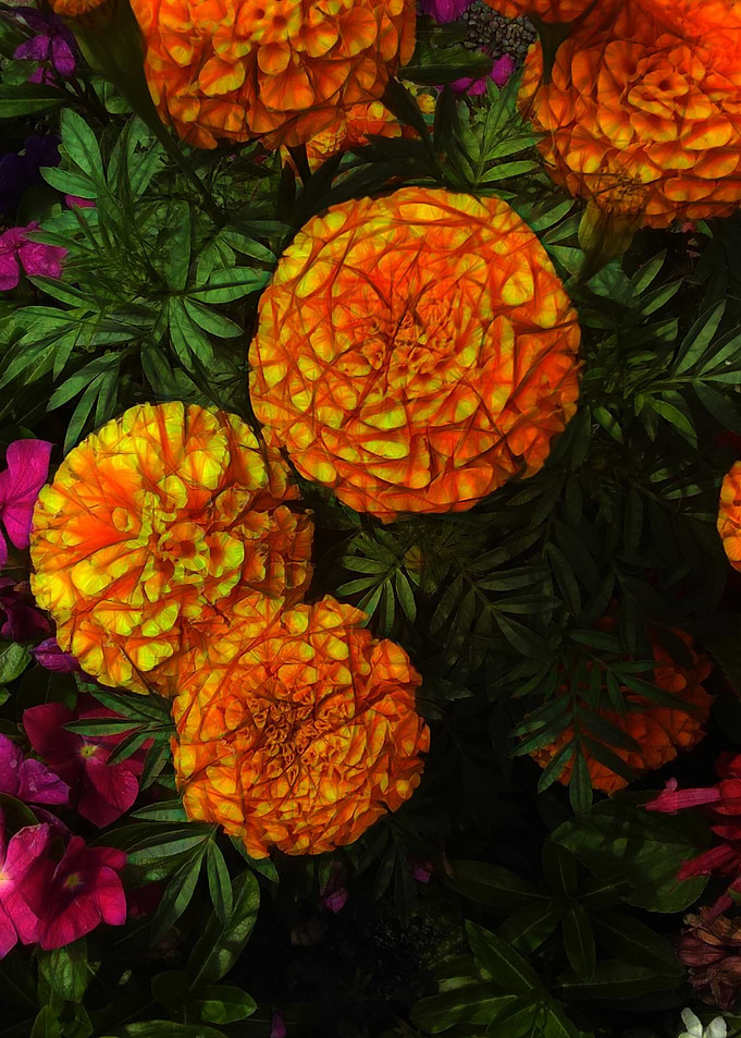 Marigolds