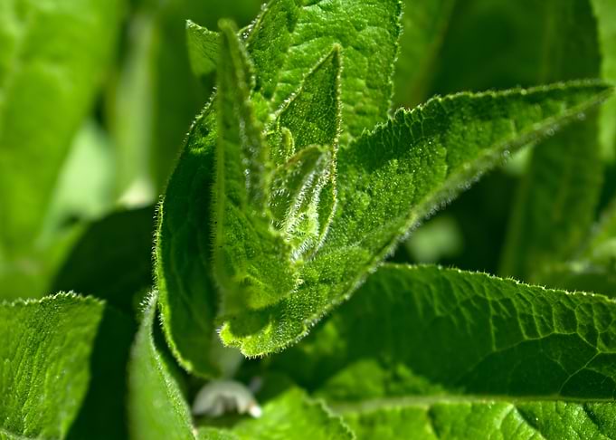 Green leaves