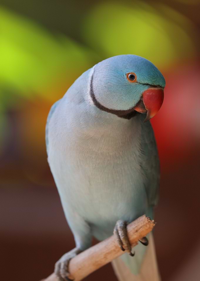 parakeet