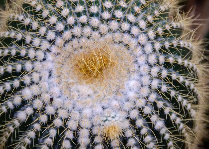 Cactus