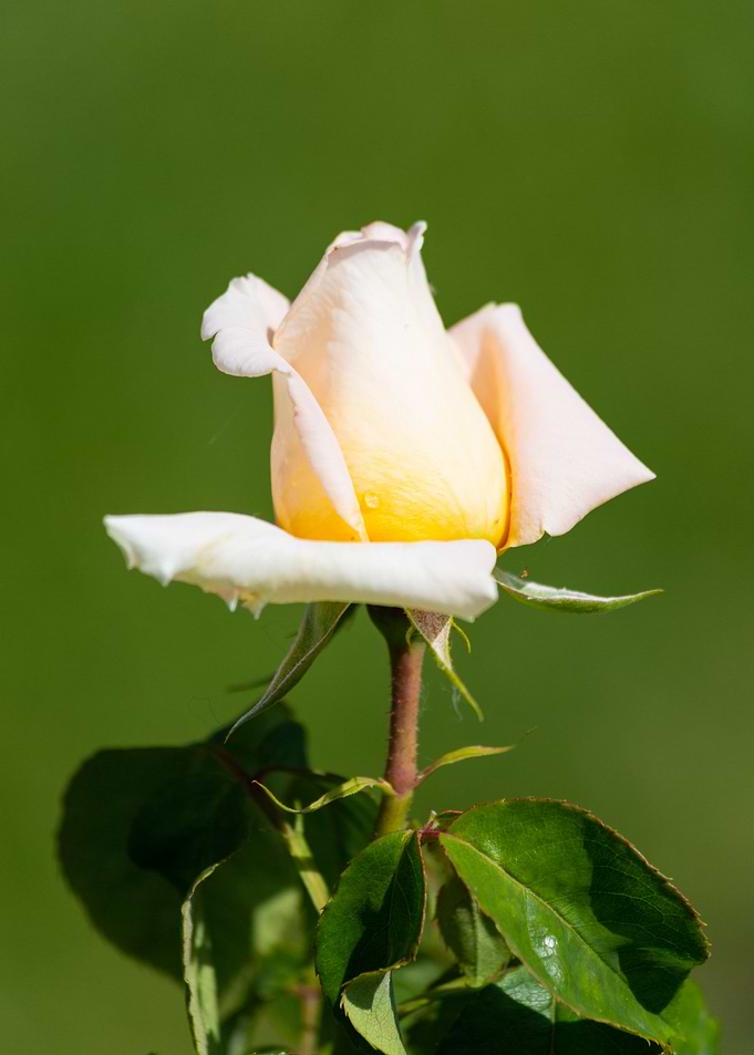 Colorful rose
