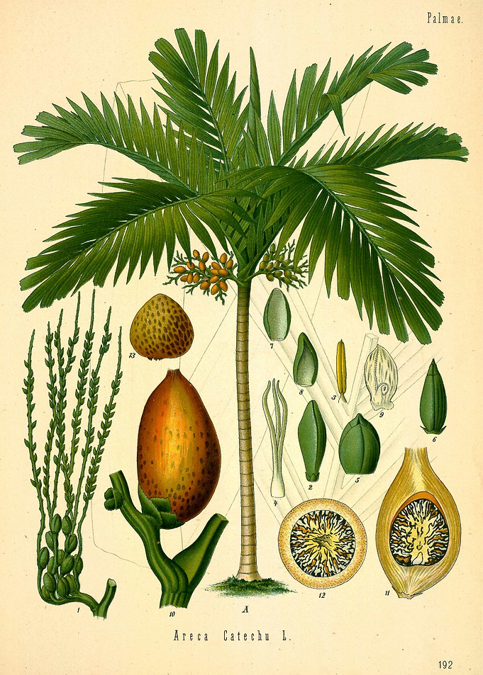 Areca Catechu