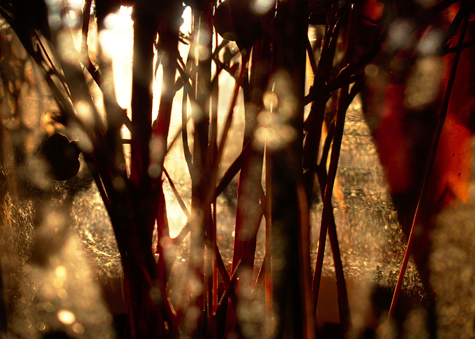Golden hour abstract