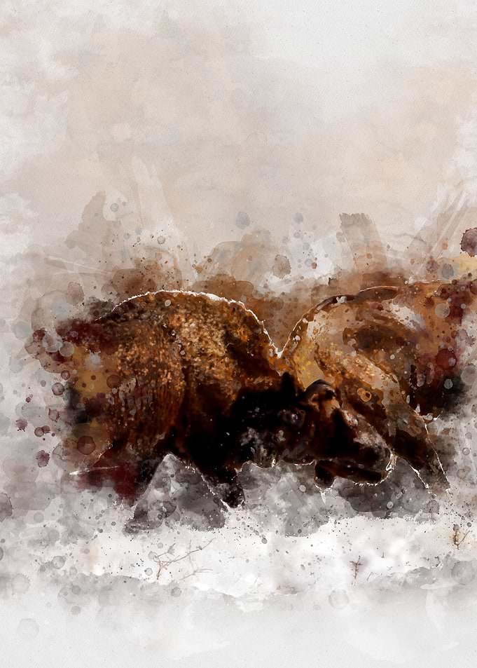 Fighting Bison Watercolor