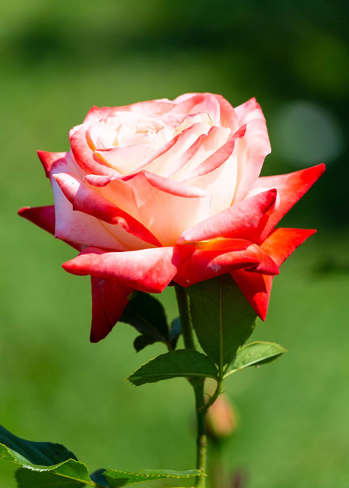 Colorful rose