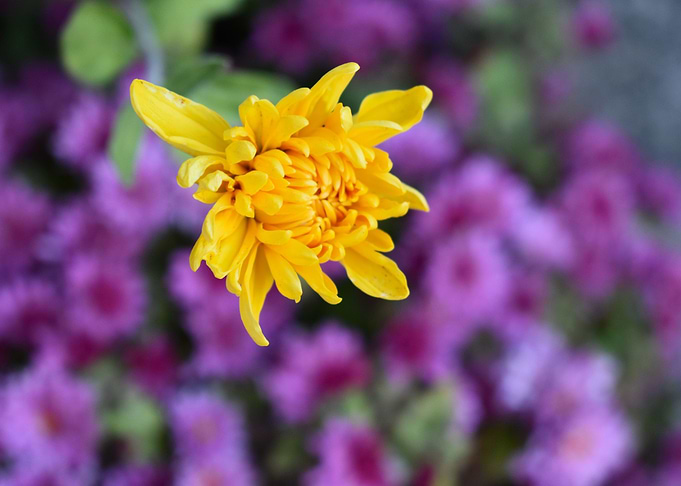 yellow flower