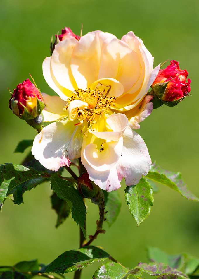 Colorful rose