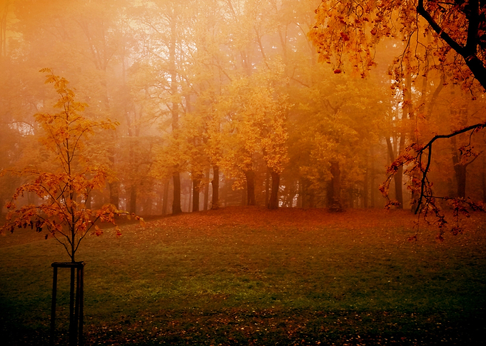 Morning fog in alley