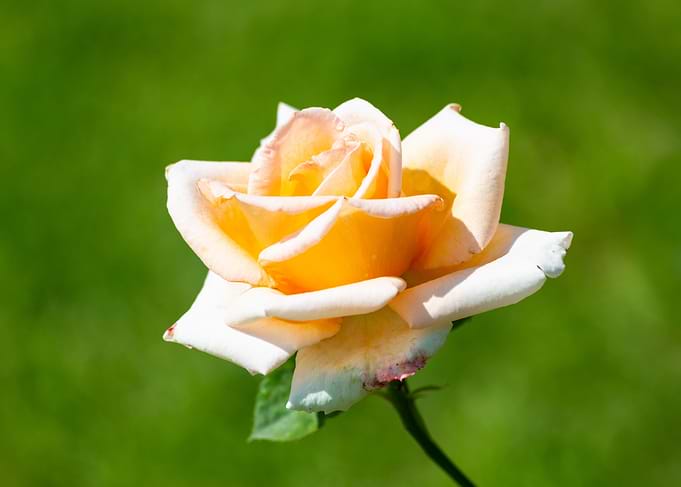 Colorful rose