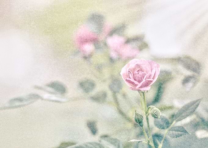 rose