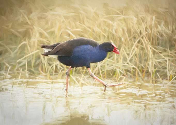 Manawatu Pukeko I